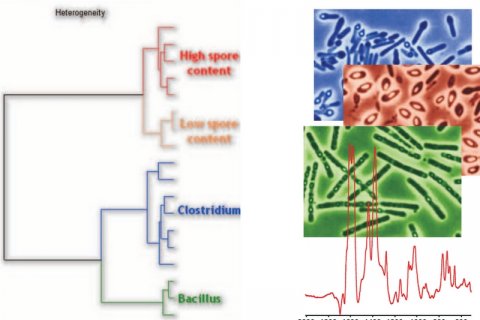 Identification of Microorganisms